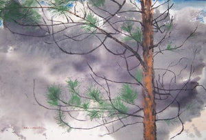 Pine Against Gray Sky